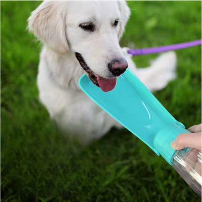 Action gourde chien vert clair