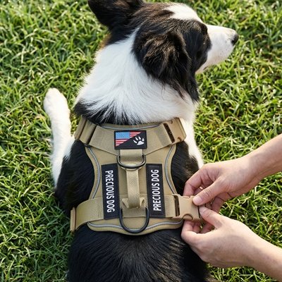 Airpaw harnais chien allongé sur l'herbe
