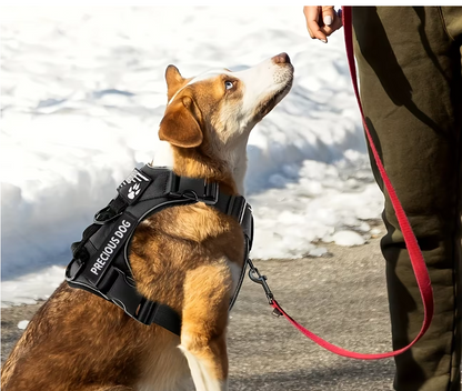 airpaw harnais chien assis au pied du maitre
