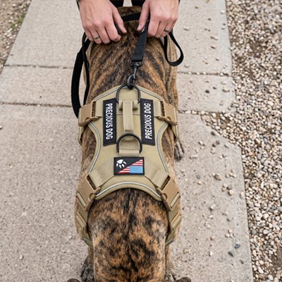 Airpaw harnais chien maître met la laisse