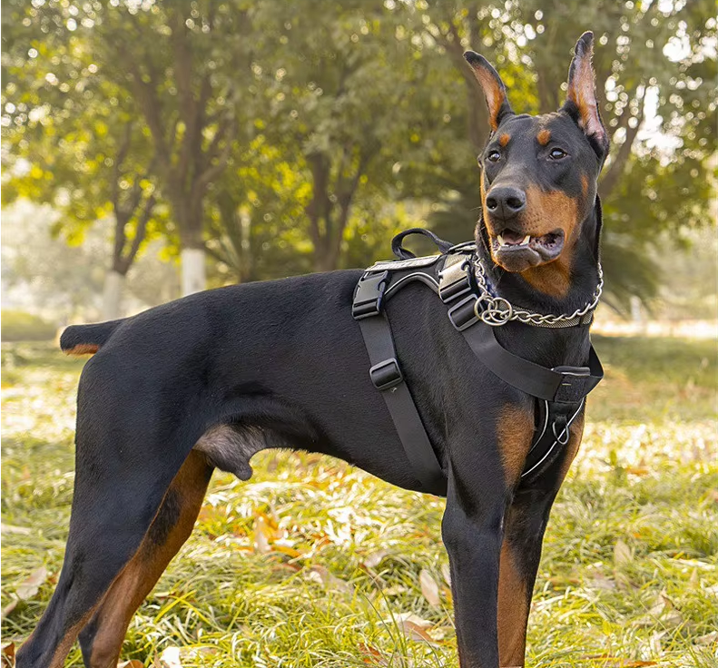 airpaw harnais chien noir