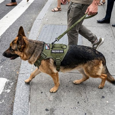 Airpaw harnais chien tactique anti traction