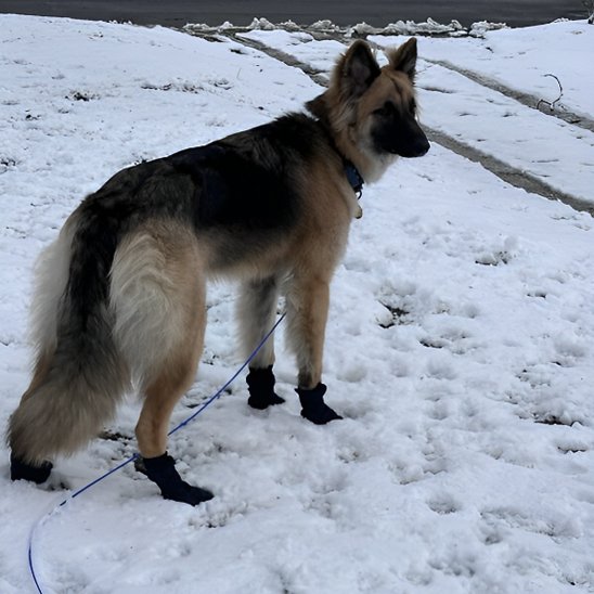 Alpine chaussures chien anti dérapente