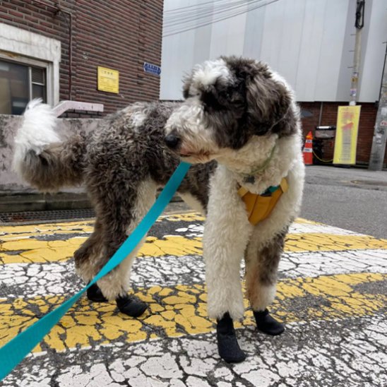 Alpine chaussures chien anticipe les blessures 