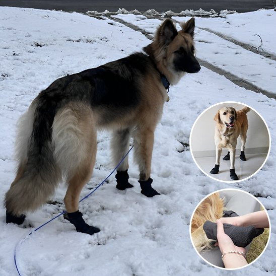 Alpine chaussures chien dans la neige pattes au sec
