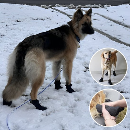 Alpine chaussures chien dans la neige pattes au sec