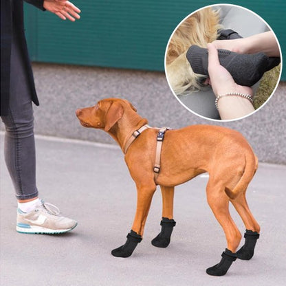 Alpine chaussures chien habitué son chien