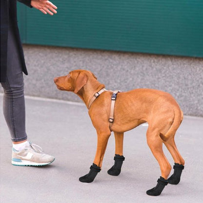 Alpine chaussures chien  marche pour la première fois