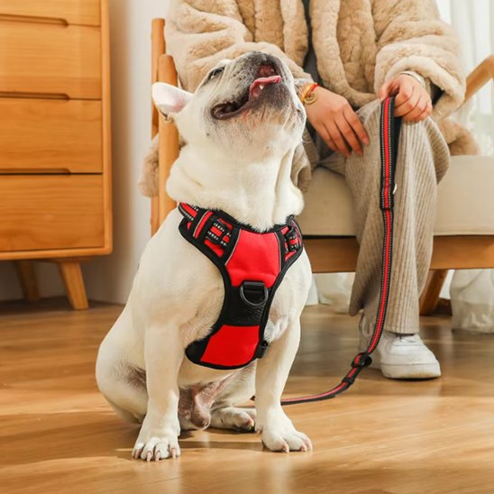 assis salon harnais pour chien