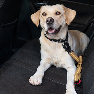 AutoDod Clip Ceinture de sécurité pour chien kaki