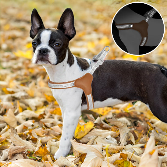 automne harnais pour chien