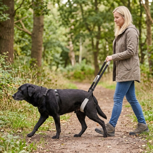 Balade forêt labrador harnais de soutien pour chien