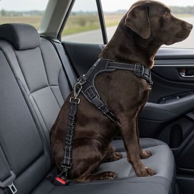 BarkBelt Ceinture de sécurité pour chien ultra résistante 
