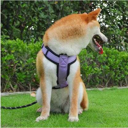 beau chien assis harnais pour petit chien violet