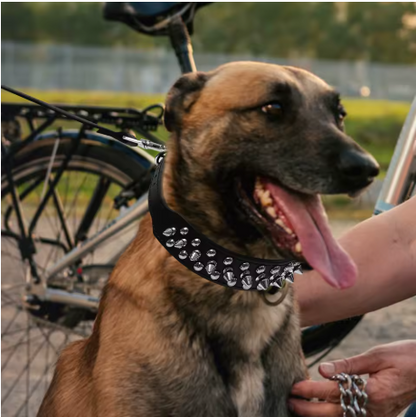 Berger allemand collier chien cuir noir