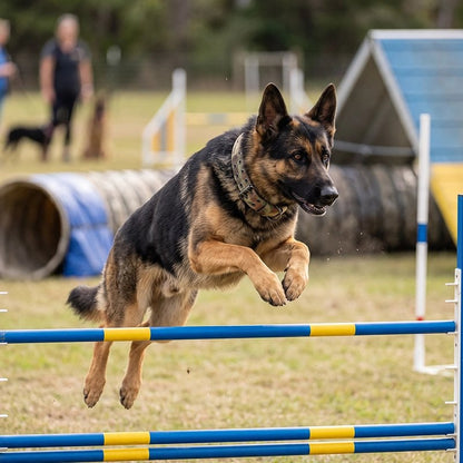Berger Allemand saute barrière avec son Collier Chien