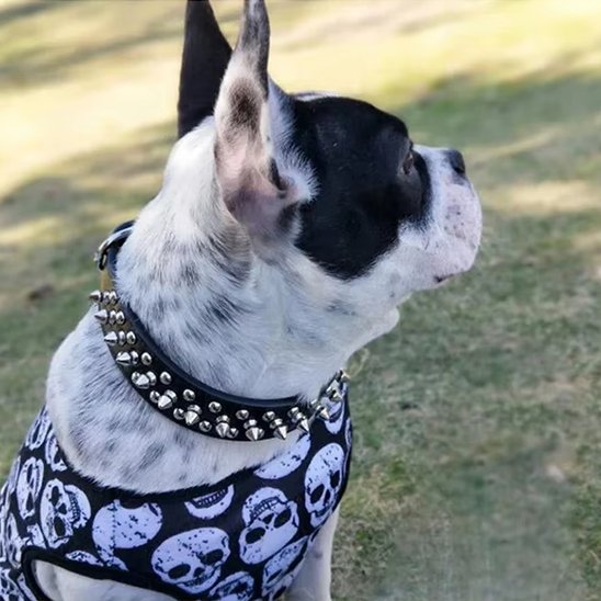 bouledogue collier pour chien type punkrock