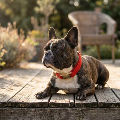 Bouledogue Français allongé sur une terrasse bois Collier Chien rouge
