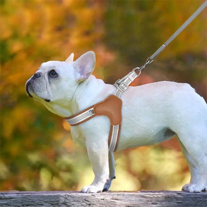 bouledogue harnais pour chien