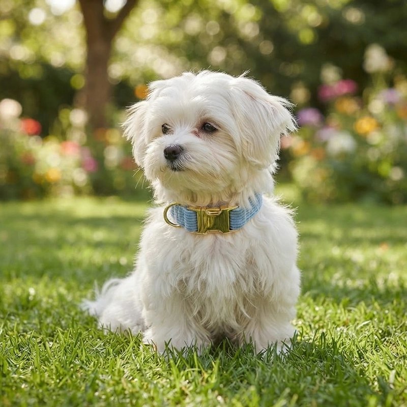 Caniche assis herbe porte Collier Chien bleu