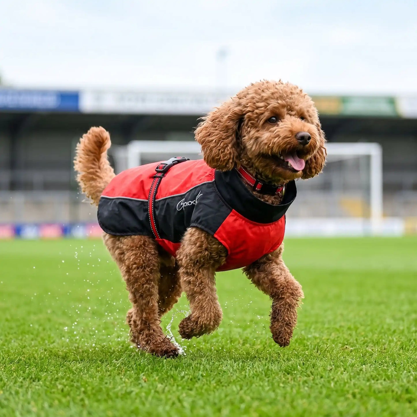 Caniche cours terrain imperméable pour chien