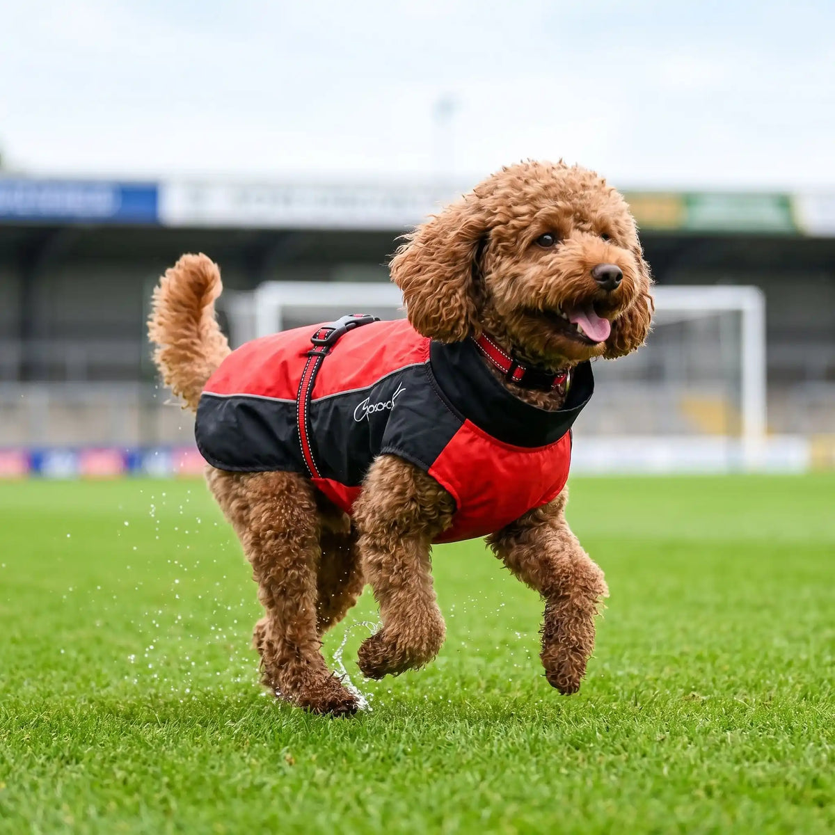 Caniche cours terrain imperméable pour chien