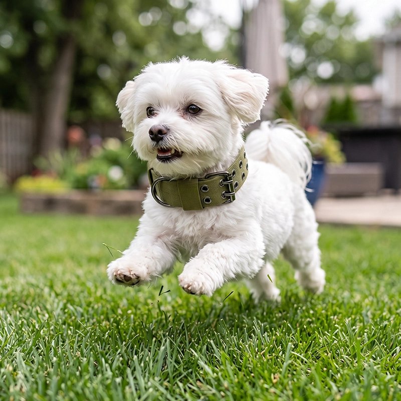 Caniche court joyeusement portant Collier Chien