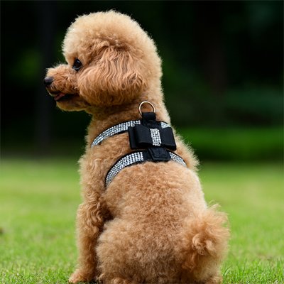 caniche harnais pour petit chien