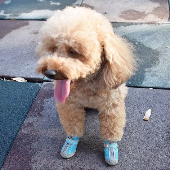 Caniche nain avec ces chaussure chien bleu