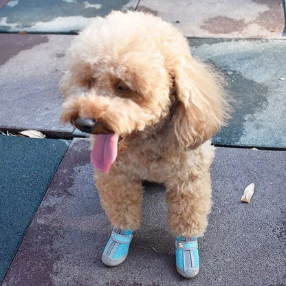 Caniche nain avec ces chaussure chien bleu