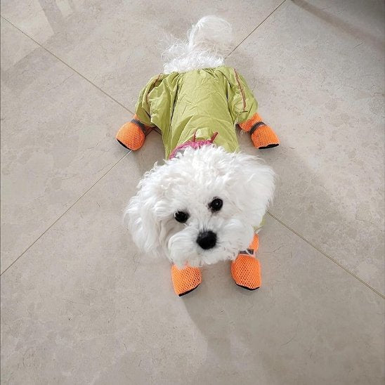 Caniche porte Chaussures chien​ orange et son manteau