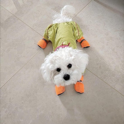 Caniche porte Chaussures chien​ orange et son manteau