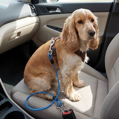 Canin Belt Ceinture de sécurité pour chien bleu