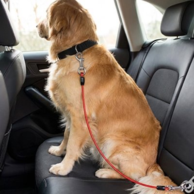 Canin Belt Ceinture de sécurité pour chien grande taille