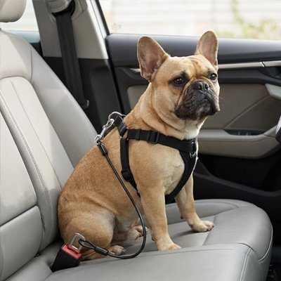 Canin Belt Ceinture de sécurité pour chien noir