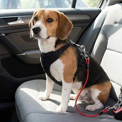 Canin Belt Ceinture de sécurité pour chien rouge