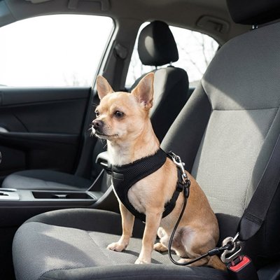 Canin Belt Ceinture de sécurité pour chien solide