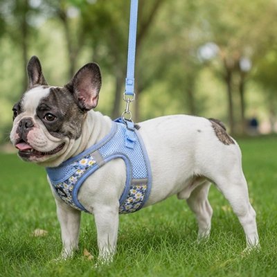 CaniPath Harnais pour Chien bleu et laisse assortie