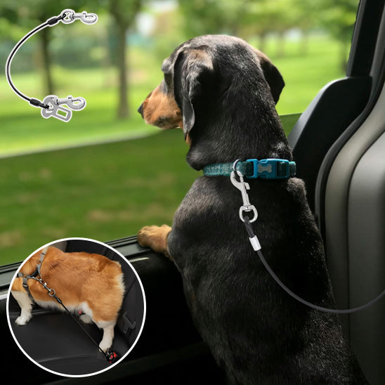 Ceinture câble laisse pour chien