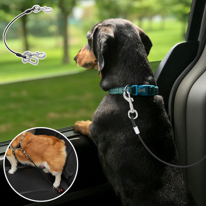 Ceinture câble laisse pour chien