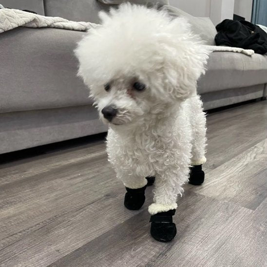 chaussure chien noir quatre pattes