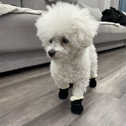 chaussure chien noir