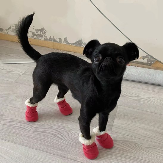 chaussure chien rouge respirante