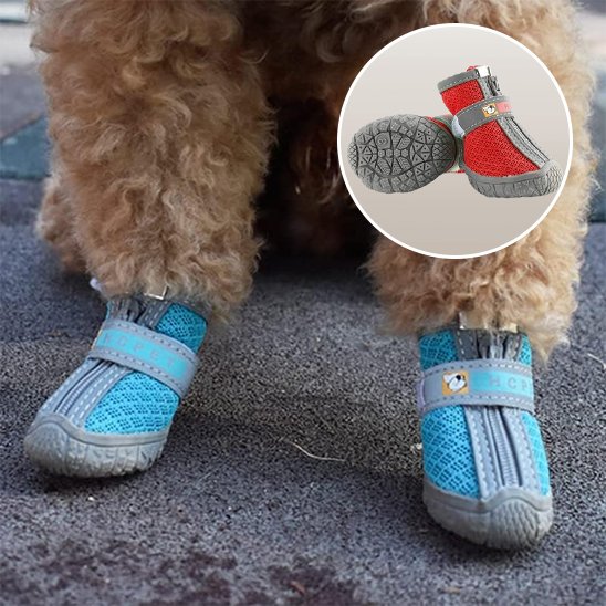chaussure chien rouge