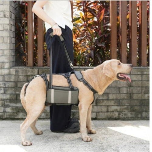 Chien agée déplace harnais levage chien gris 
