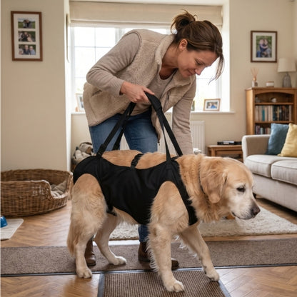 Chien aider femme maison avec harnais de levage chien