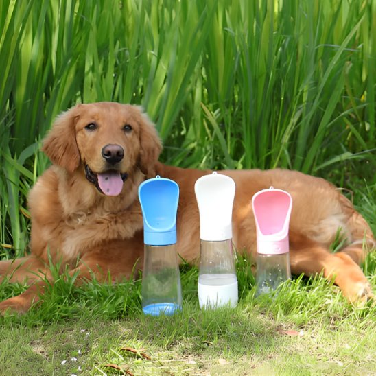 Chien allonger à l'ombre avec modèle gourde chien