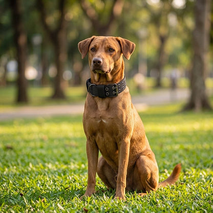 Chien assis avec Collier Chien vert