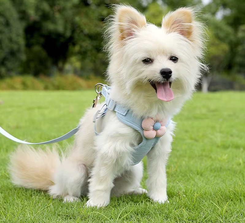 chien assis harnais pour petit chien confortable
