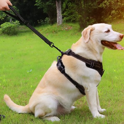 chien assis herbe laisse chien